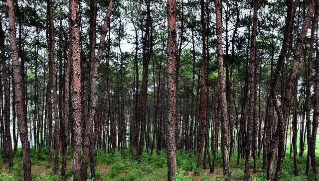 马家岩紫色花树,马家岩宜居