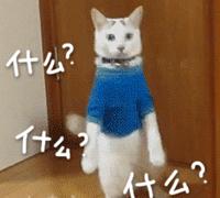 猫癣反反复复老不好？铲屎官别崩溃，简单3招可教你永久搞定猫癣