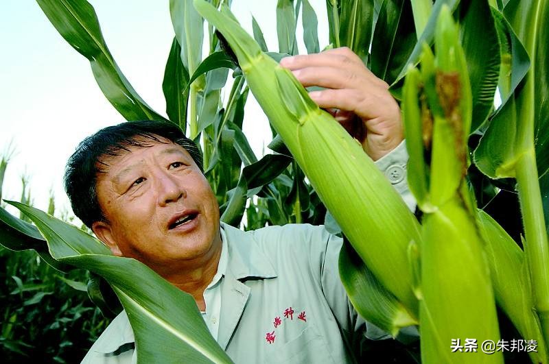 袁隆平玉米,中国农业大国袁隆平
