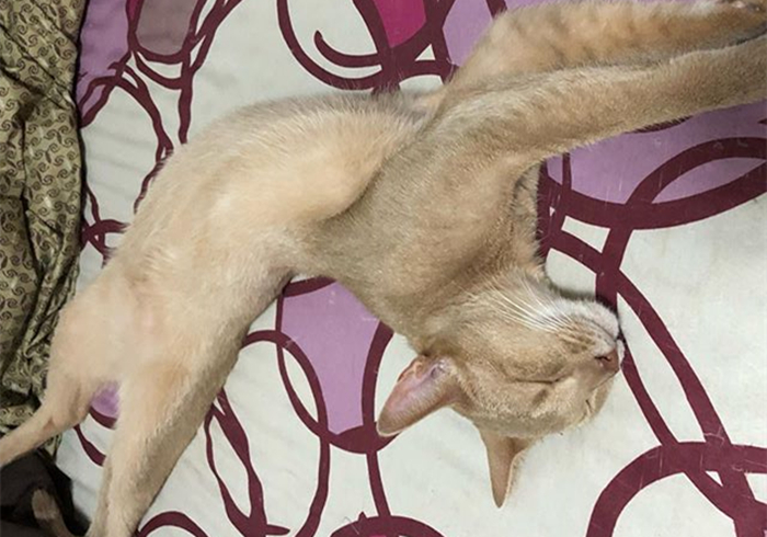 猫咪好奇的看铲屎官,猫咪喜欢对着铲屎官喷口水