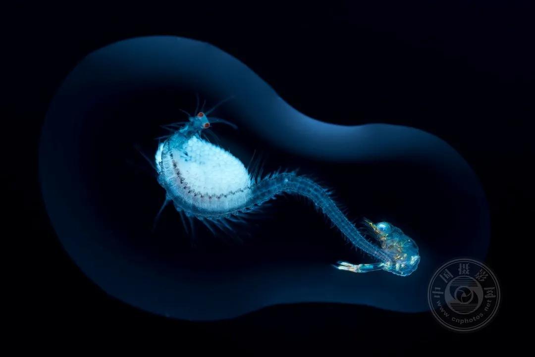 2022索尼世界摄影大赛自然类 (索尼世界摄影大赛自然组作品精选)