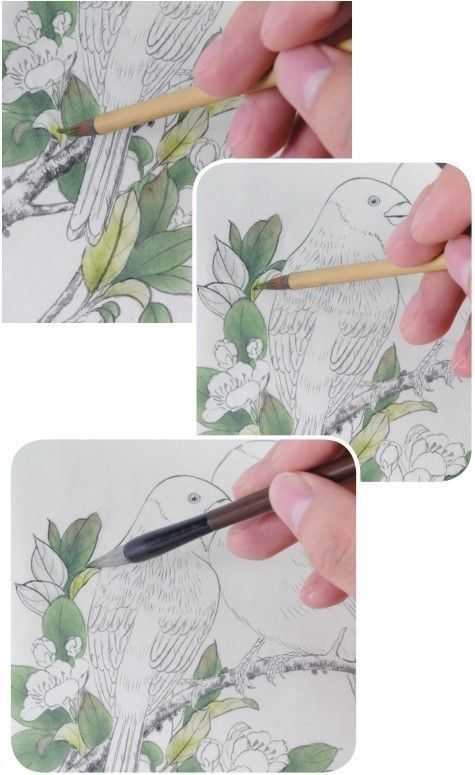 蜡嘴雀工笔画,蜡嘴鸟画画教程