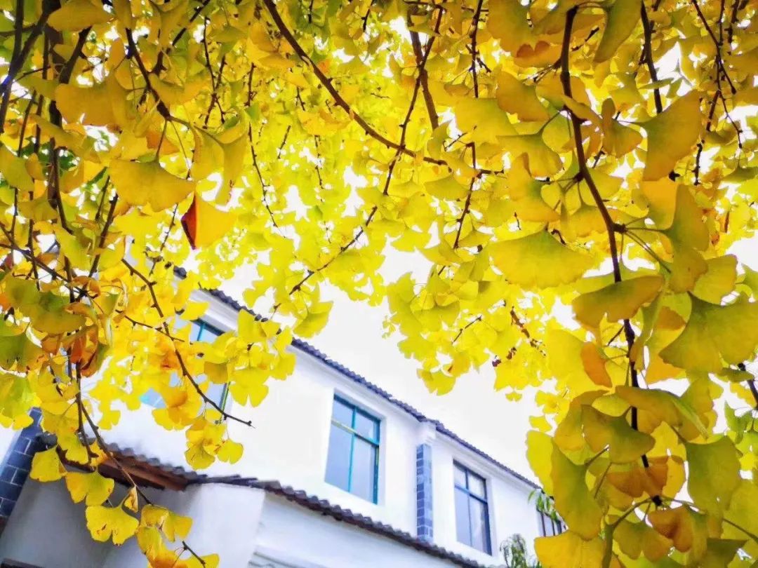 清凉寨丨“枫”景尚好,年会火热预定中!