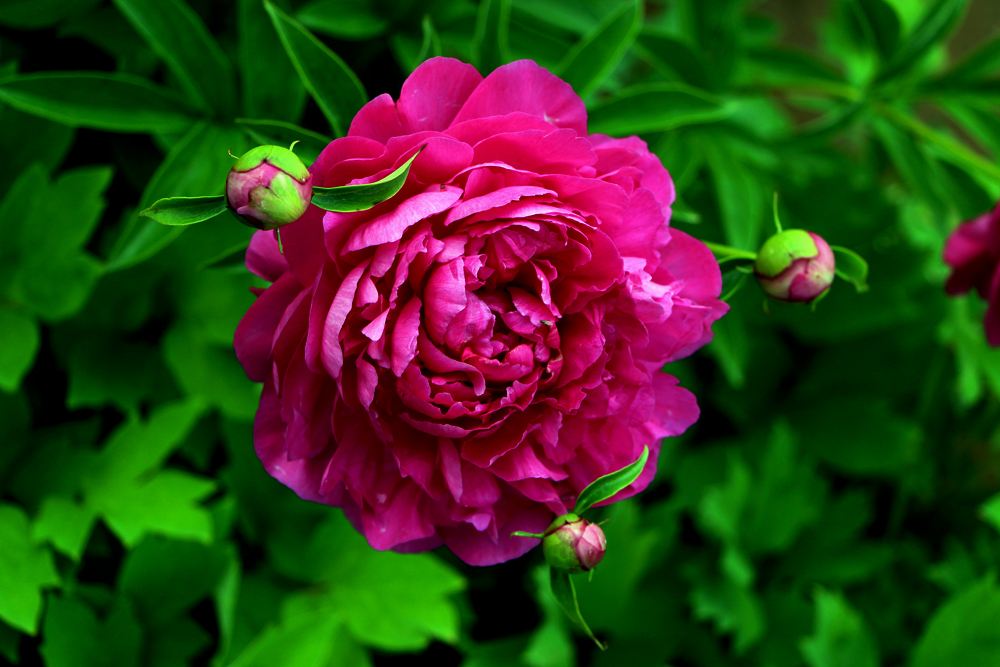 种植芍药花需要注意哪些事项,芍药花可观赏可入药