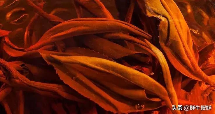 “东方金美人”？茶中“飞天茅台”？没错，说的都是这个...