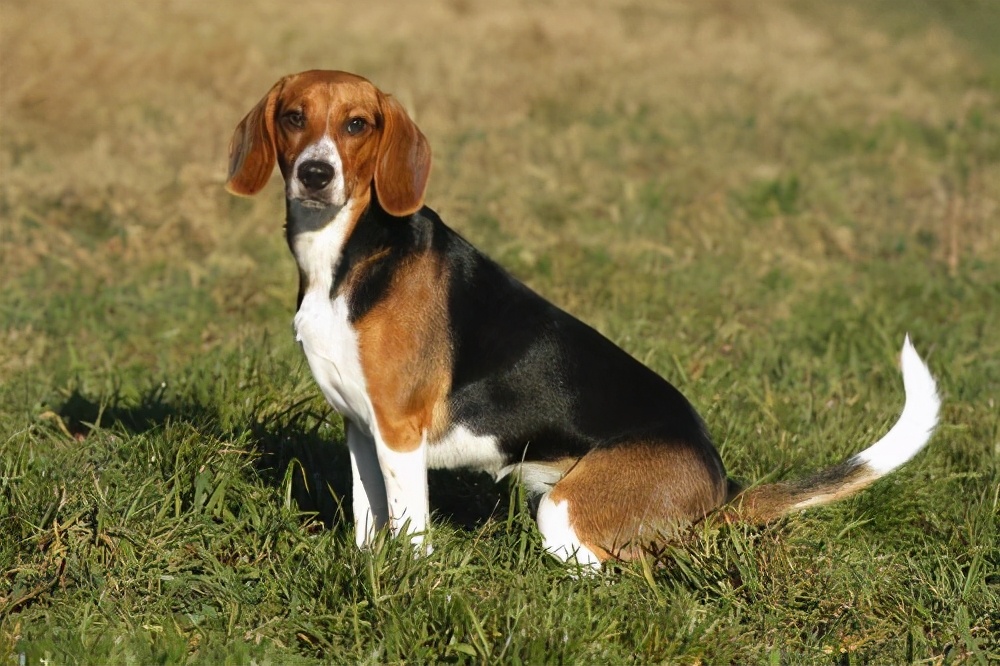 狗狗不吃狗粮怎么办小视频,狗狗吃肉后不吃狗粮了