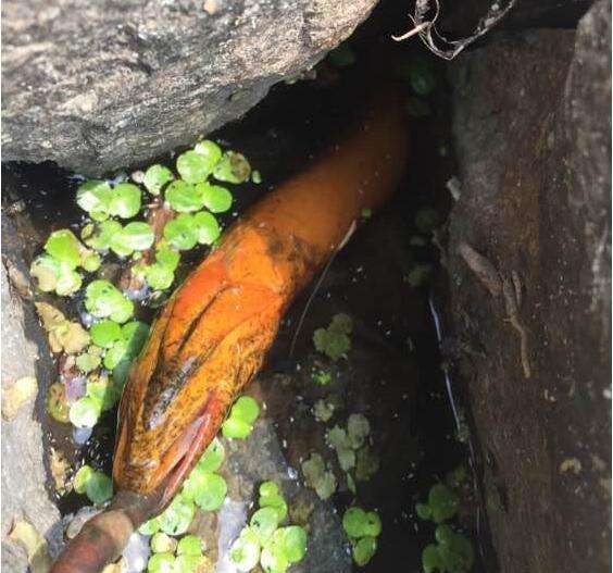 在鱼塘钓鱼很多但是钓不着,在鱼塘钓鱼鱼不吃食怎么办