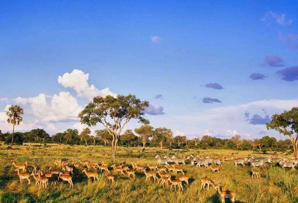 地球氧气之母毒杀非洲数百头大象？非洲大象离奇死亡谜底揭开