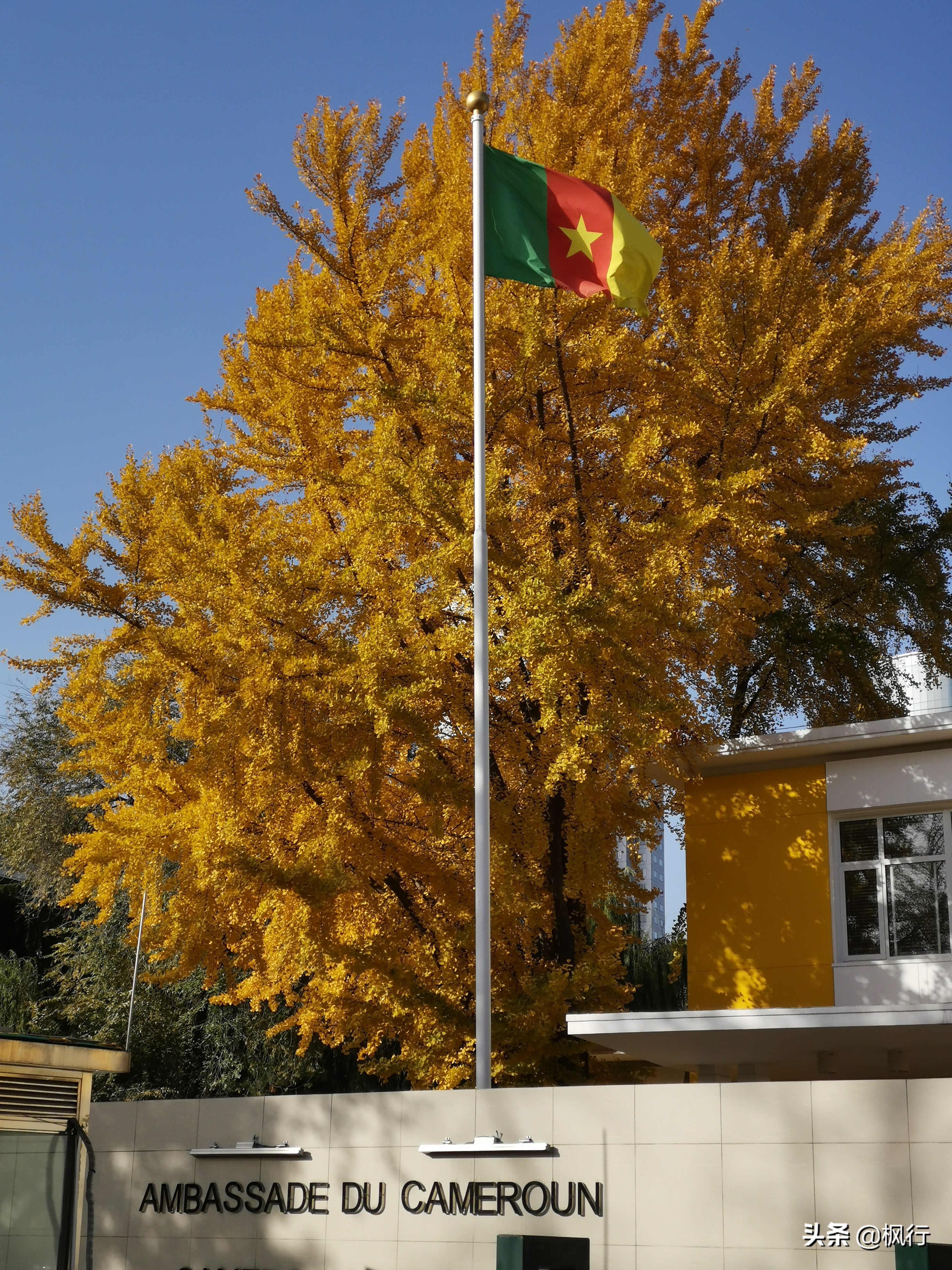 北京18个看银杏的好地方在哪,北京八大处看银杏攻略