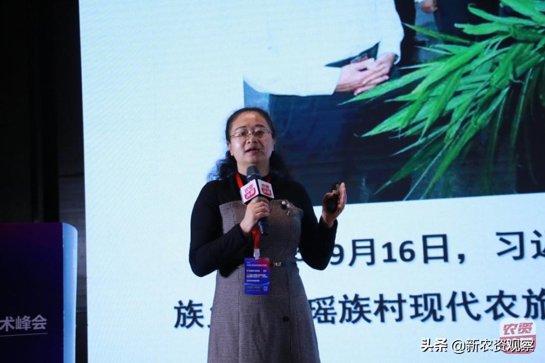 生姜栽培管理新技术,中国生姜栽培管理技术峰会