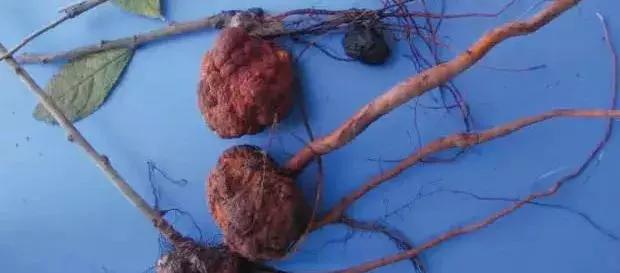 根瘤病的植物如何处理,园林根腐病如何防治