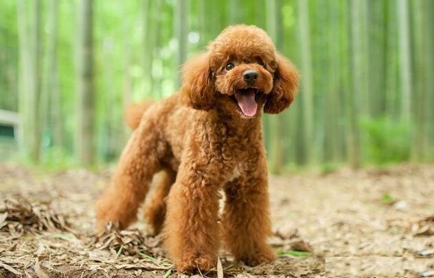 泰迪吠叫训练方法介绍,你家泰迪做过哪些事