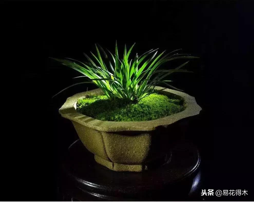 文房菖蒲怎么养殖,菖蒲的养护方法