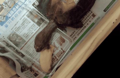 有一种龟为什么叫锯缘龟,锯缘龟八角灵龟