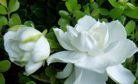 刚买回来的栀子花为什么经常黄叶,新买的栀子花晒一下太阳打蔫儿了