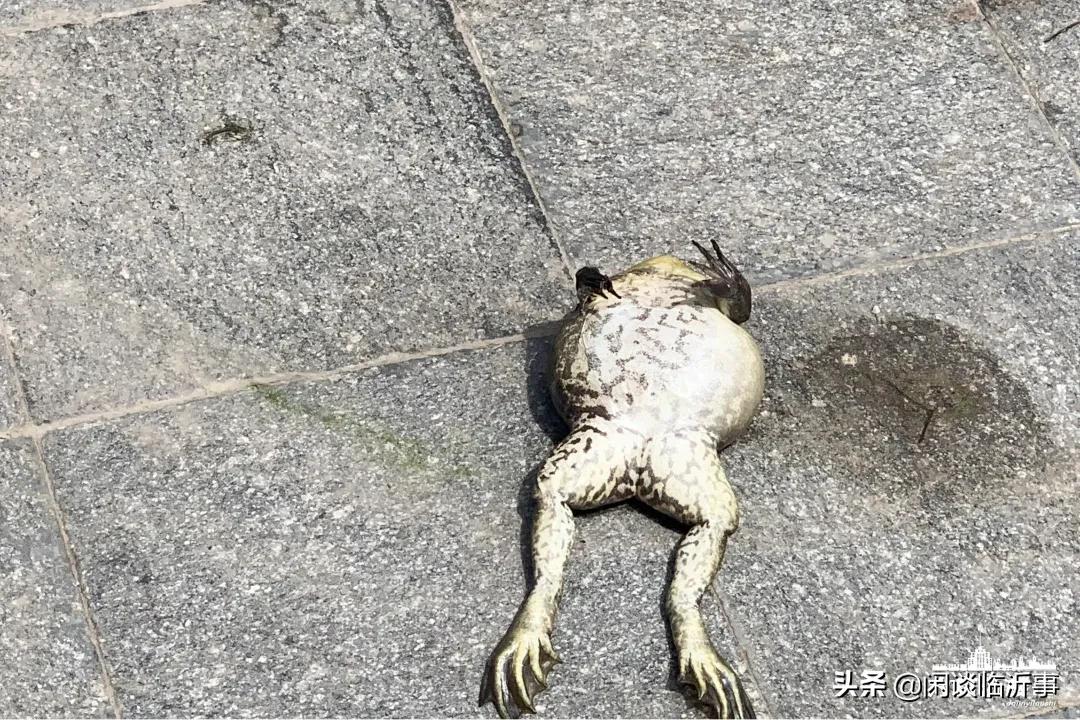 可圈可点，实探临沂学区老大哥三十五中，周边两万+的学区房