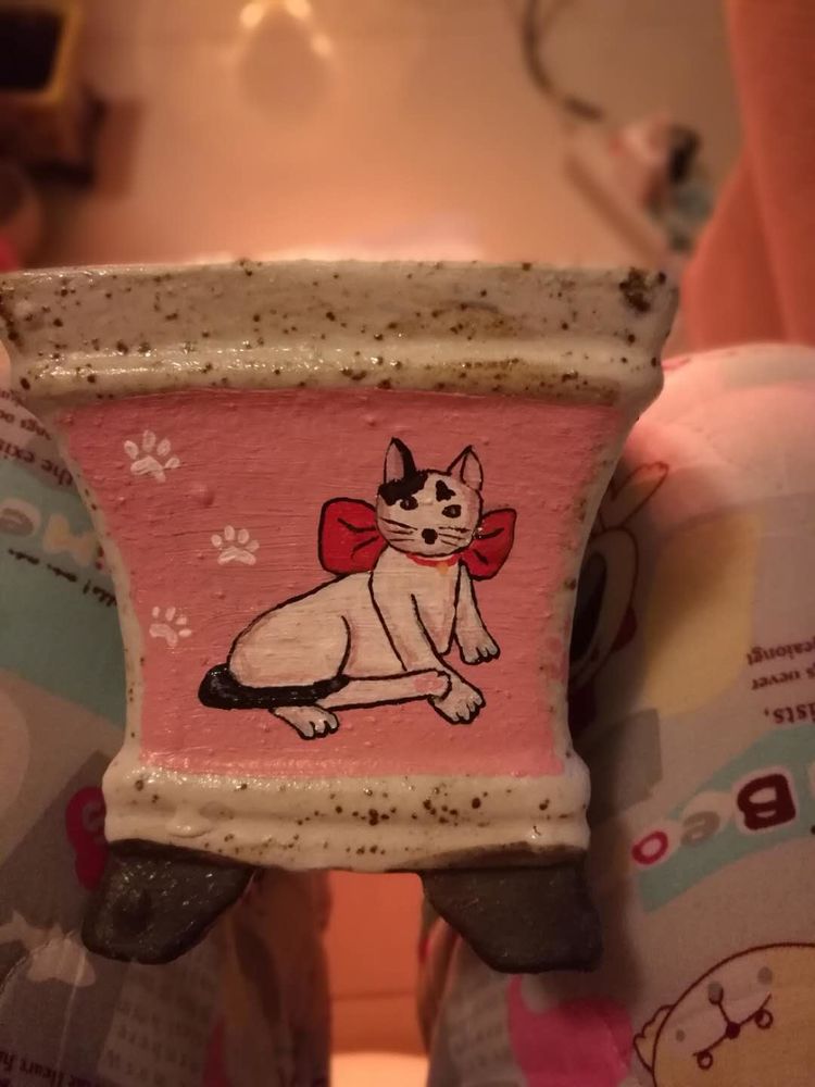 误打误撞的多肉情缘,带我走进多肉小世界!