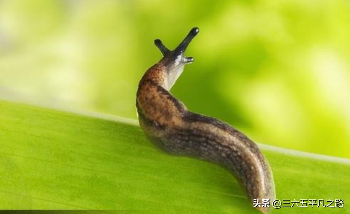 菜园鼻涕虫泛滥，学好这几招，实用方便，蔬菜无公害，快来试一试