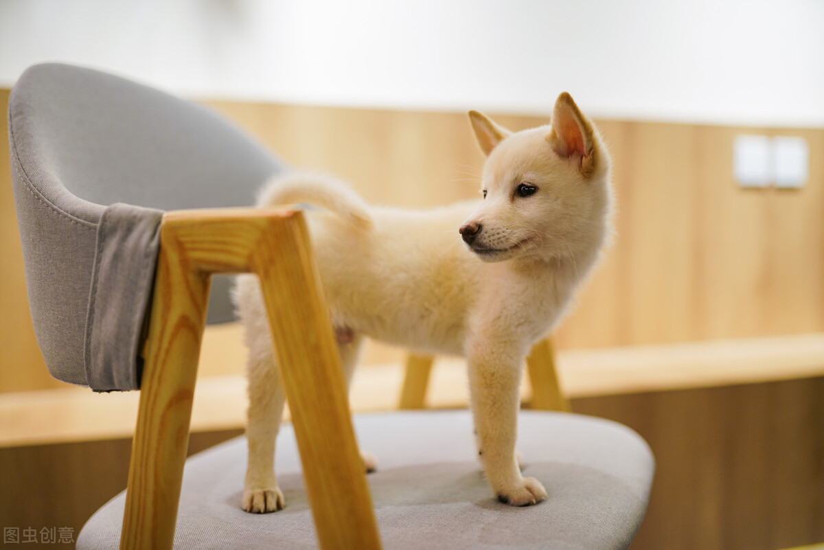 为什么不能养日本柴犬呢,柴犬有什么优点怎么那么呆萌可爱