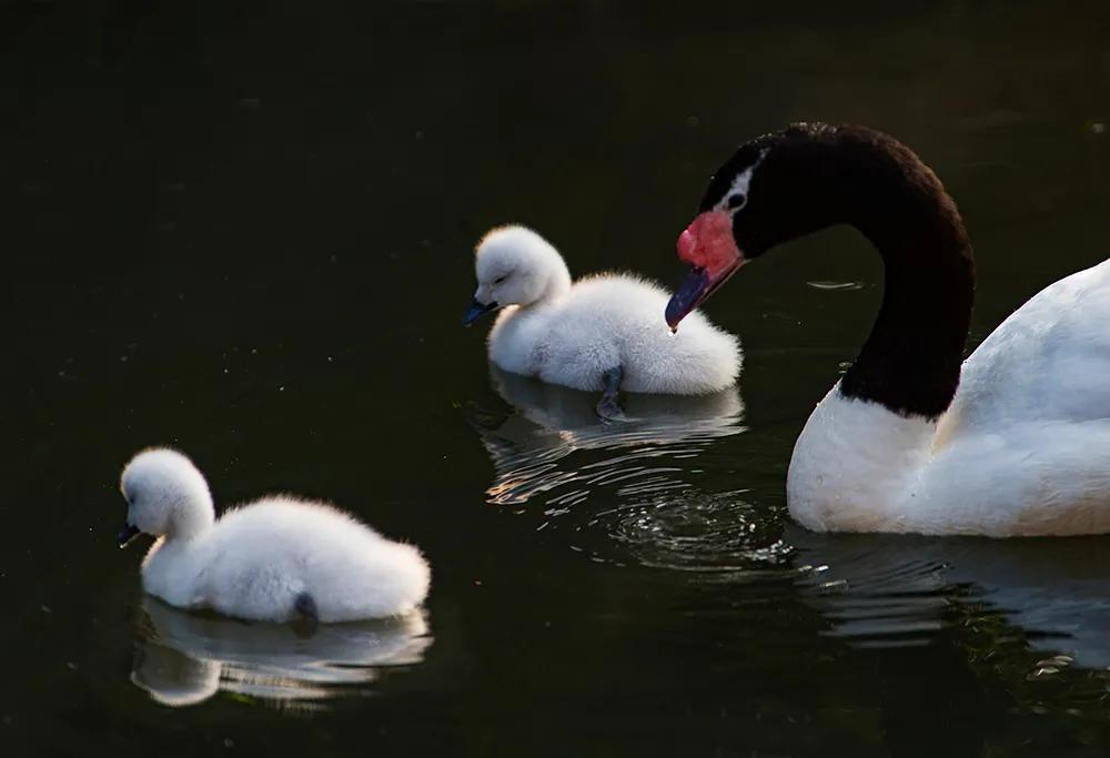 津门网司徒志文:广州动物园——黑颈天鹅