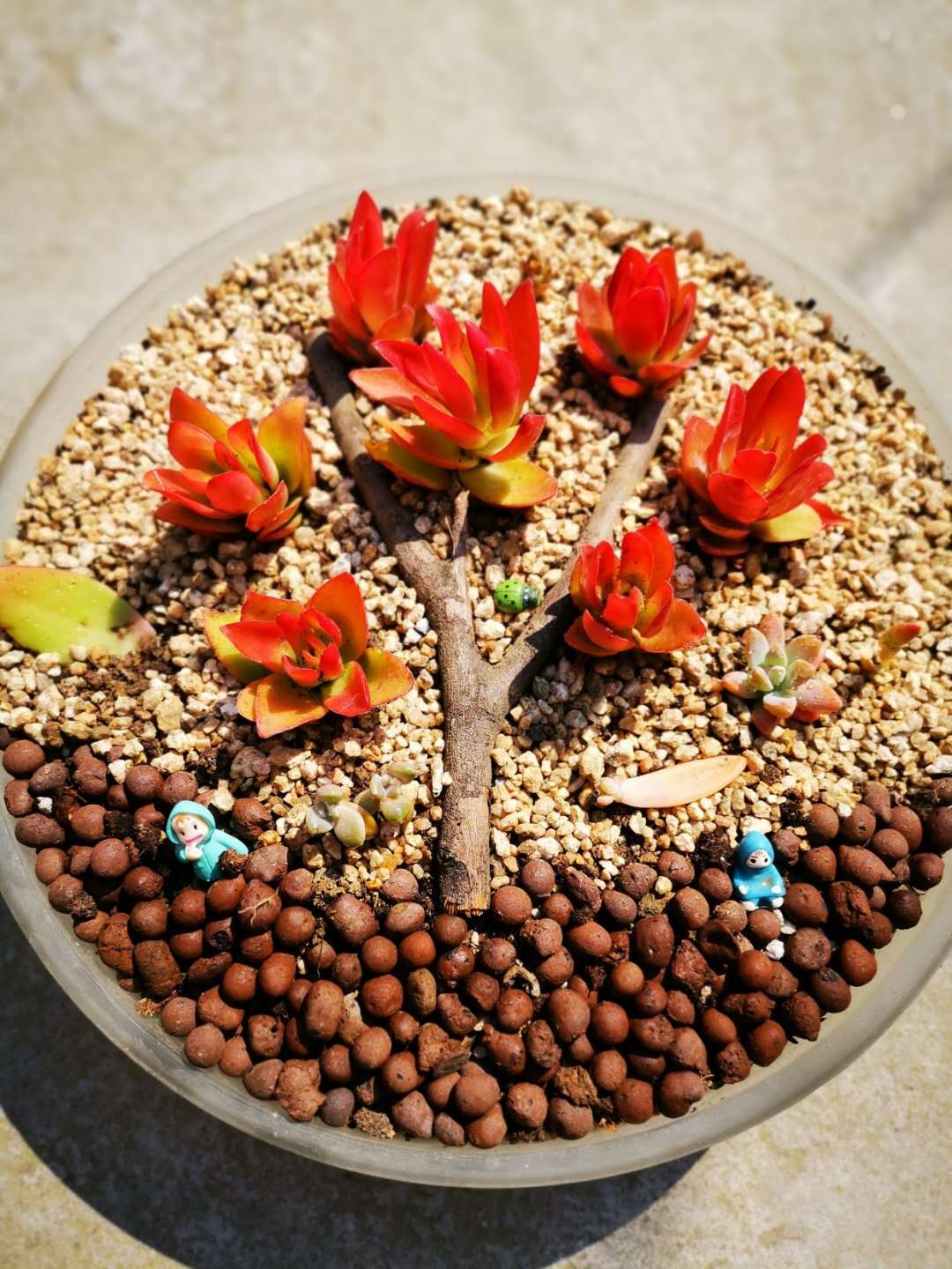 红蜻蜓多肉的养护方法和注意事项,养多肉容易出现的几种症状