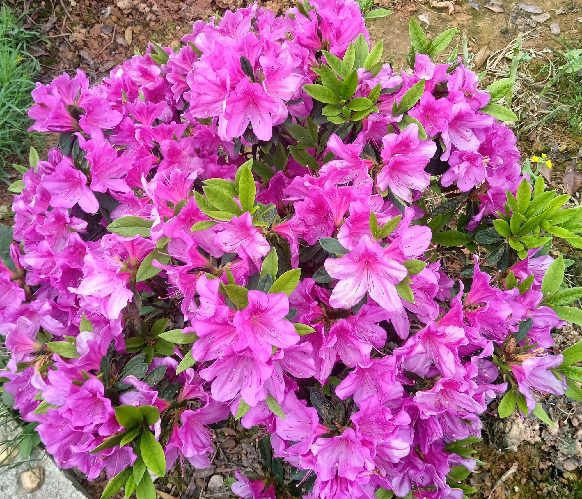 杜鹃花高温多少死亡,杜鹃花20天没浇水了还能活过来吗