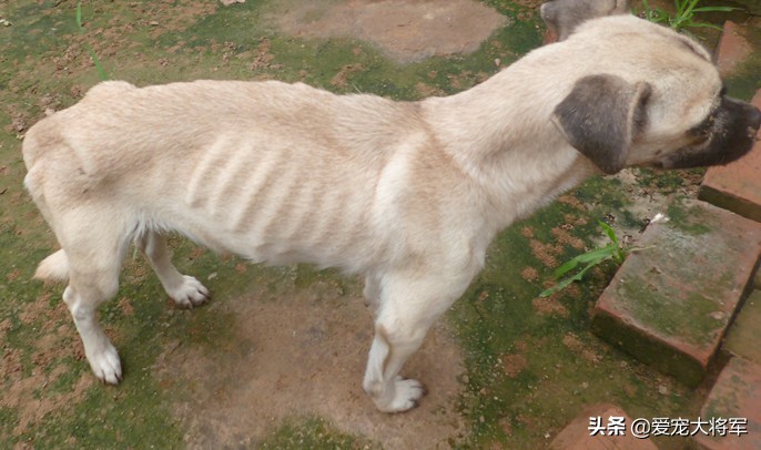 狗的常见四种不良行为的解决方法,狗狗的8个常见异常