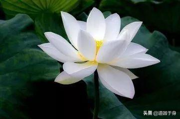 君子慎独不欺暗室诗句,君子慎独不欺暗室卑以自牧出自