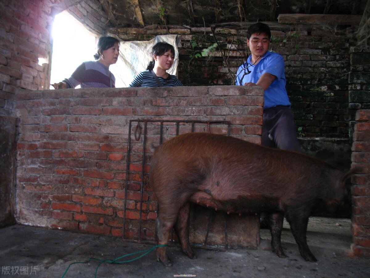 三元标猪4.7元，小猪百元5头，提前两周公布收储计划，有何猫腻？