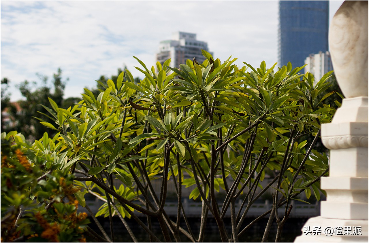 厦门免费斋饭,厦门千年古刹门票