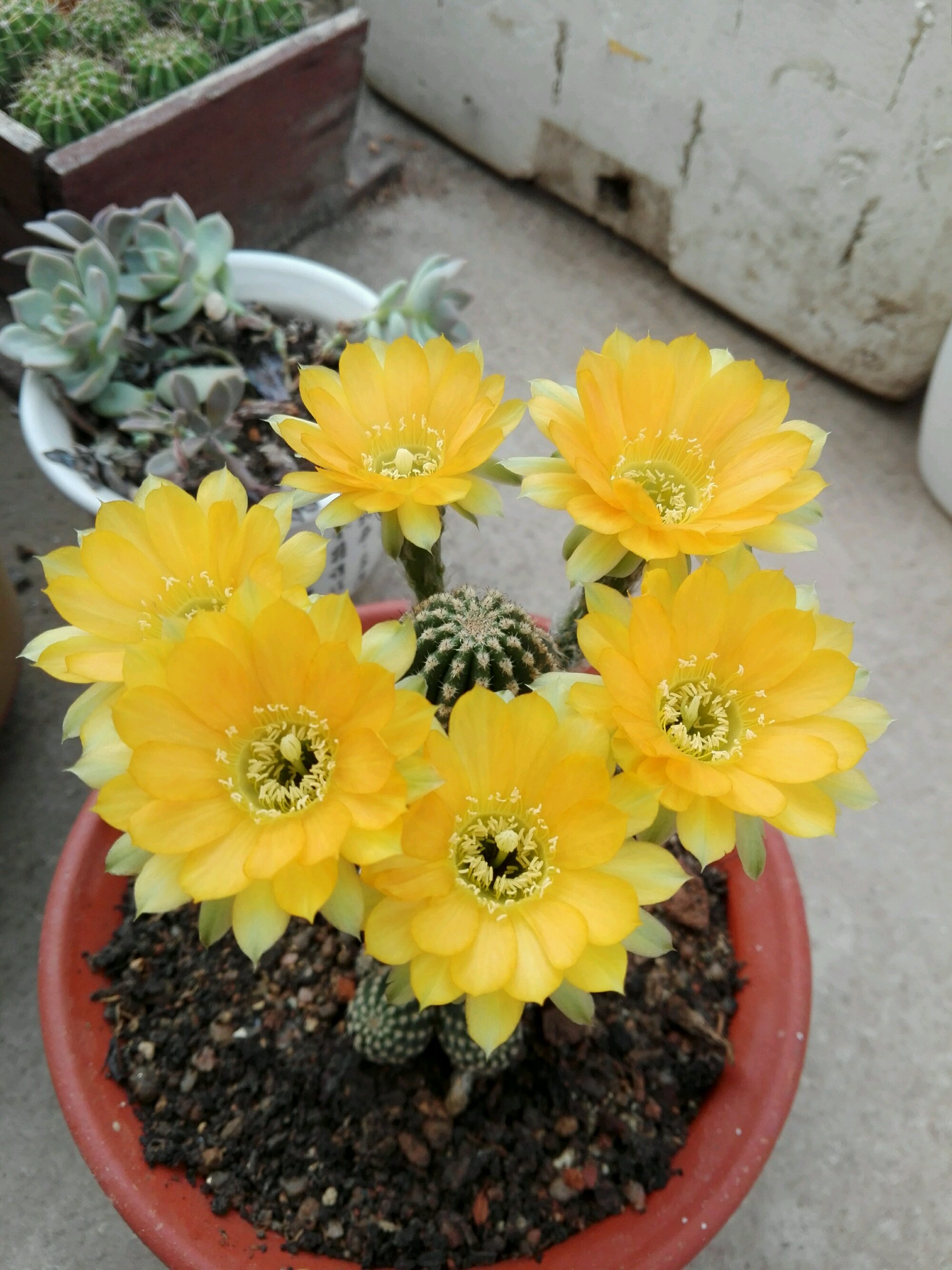 春天养仙人球，养棵黑金刚吧，号称开花劳模，花大美丽，香气馥郁