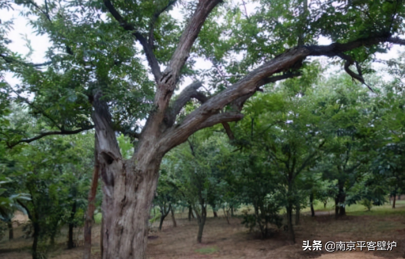 真火壁炉适合什么木材,真火壁炉燃料