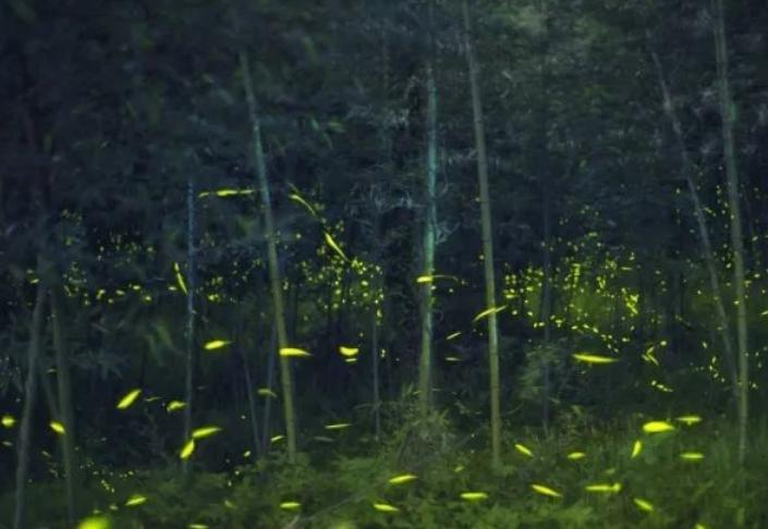 丽水上热搜,浙江丽水现萤火虫星海