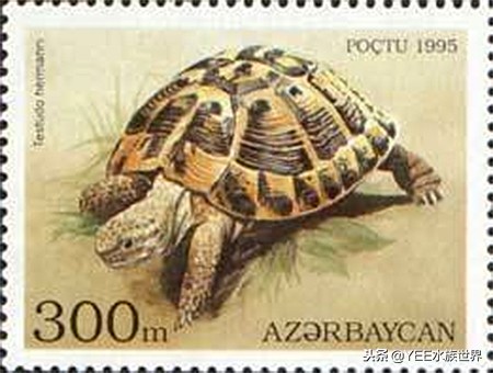 什么陆龟适合新手,哪些陆龟适合新手