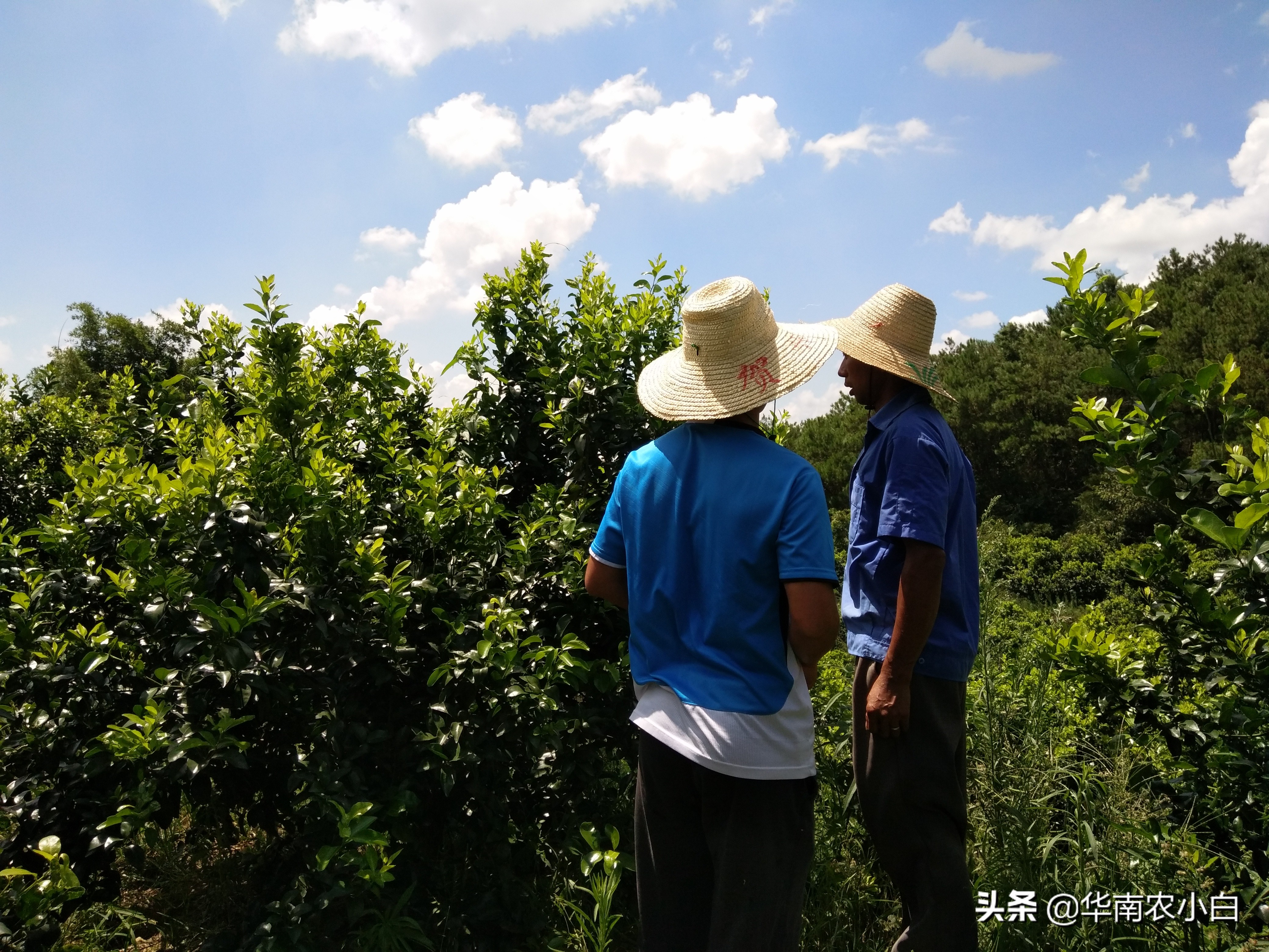 农村修剪的树枝再利用,果树变废为宝的方法