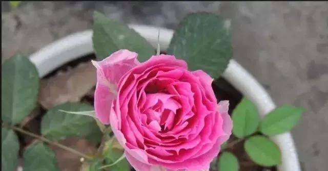 玫瑰花有哪些品种,玫瑰花有哪些品种大全