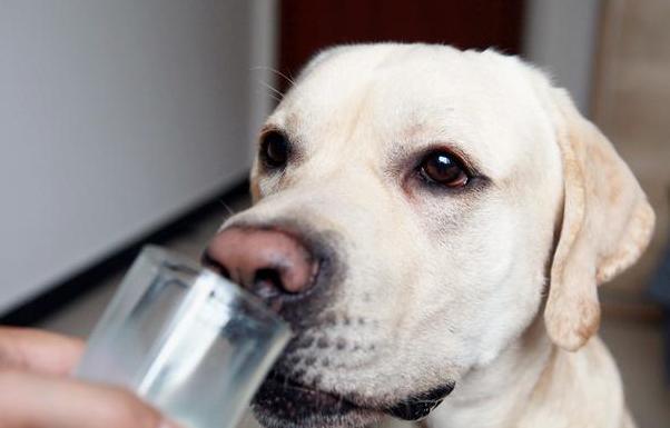 狗狗细小临终前的5个征兆,狗狗在临终前为什么会躲起来