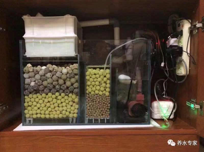 鱼缸养锦鲤鱼技术大全,缸养小锦鲤鱼的基本方法