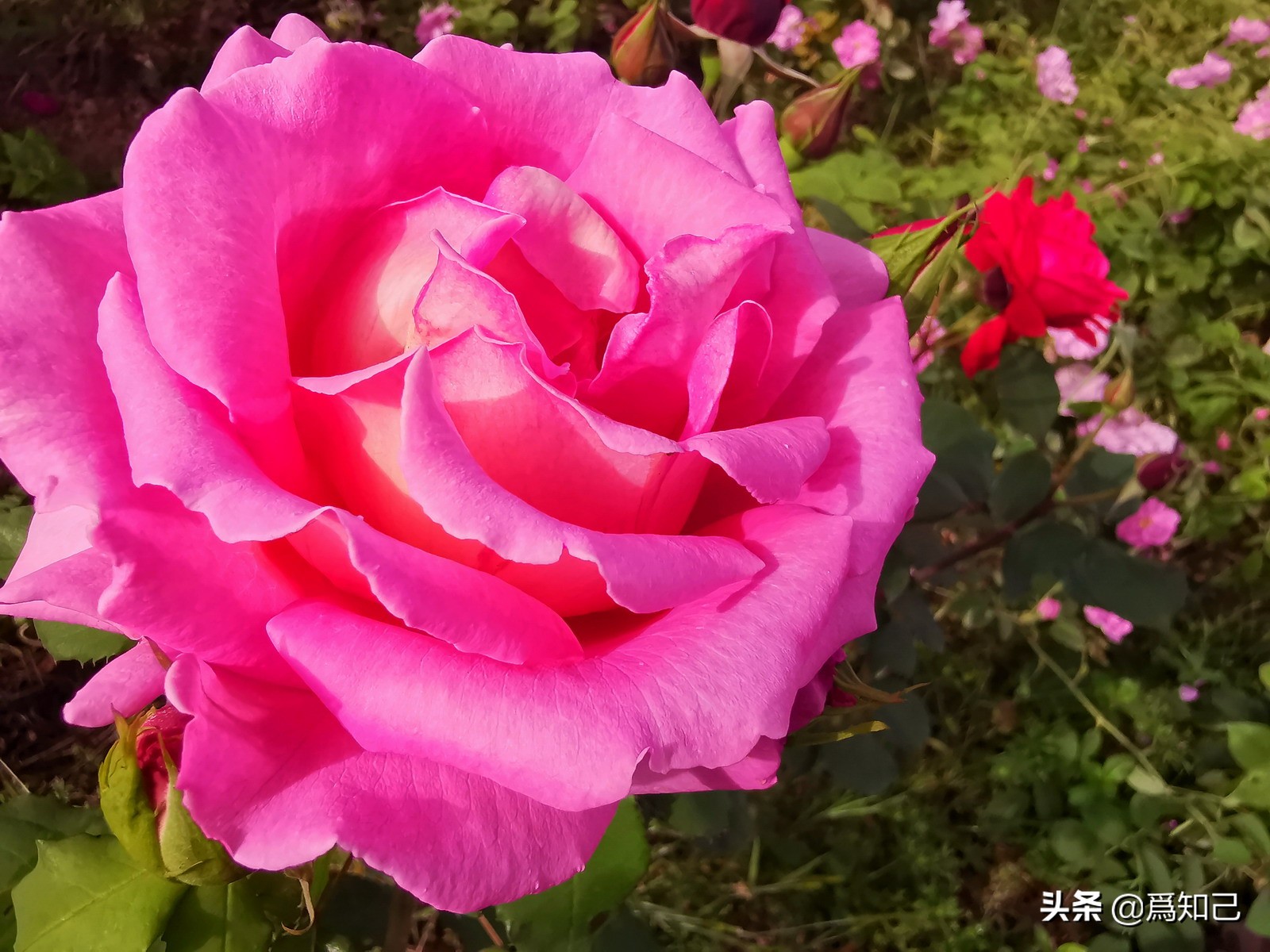 湖边矮花海怎么拍照好看,草原花海拍照怎么拍出高级感