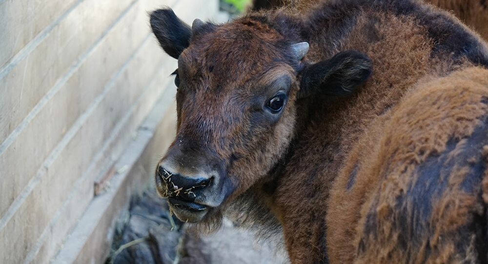 印度用牛尿治疗疫情,印度喝牛尿抵抗新冠肺炎