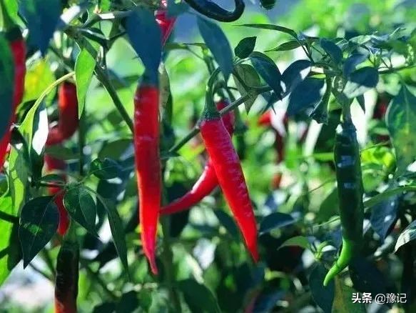 河南辣椒之乡在什么地方,河南哪里盛产辣椒最多