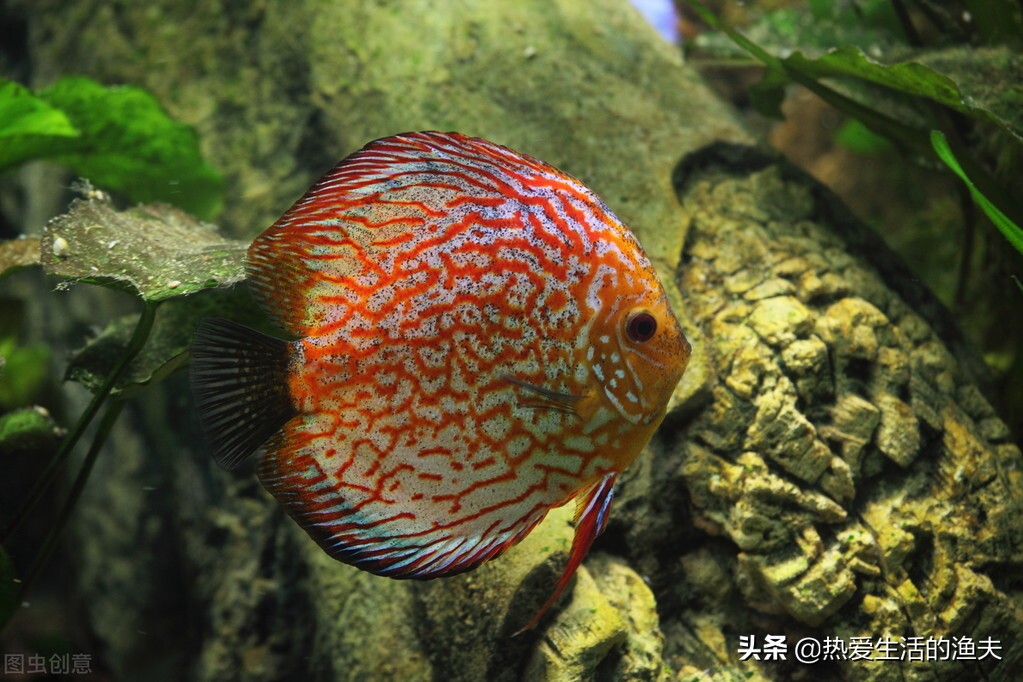 新入缸的鱼侧躺了怎么办,新鱼入缸其他鱼趴缸怎么回事