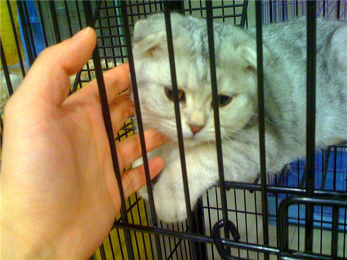 宠物店买猫中遇到的三个坑点，挑选健康幼猫需把控好细节