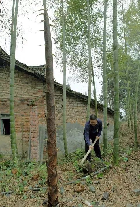 春笋人间四月天,人间四月天吃春笋