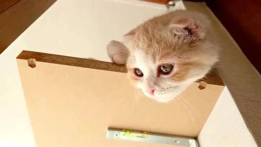 幼猫频繁舔毛是什么原因,家猫经常咬主人该不该弃养