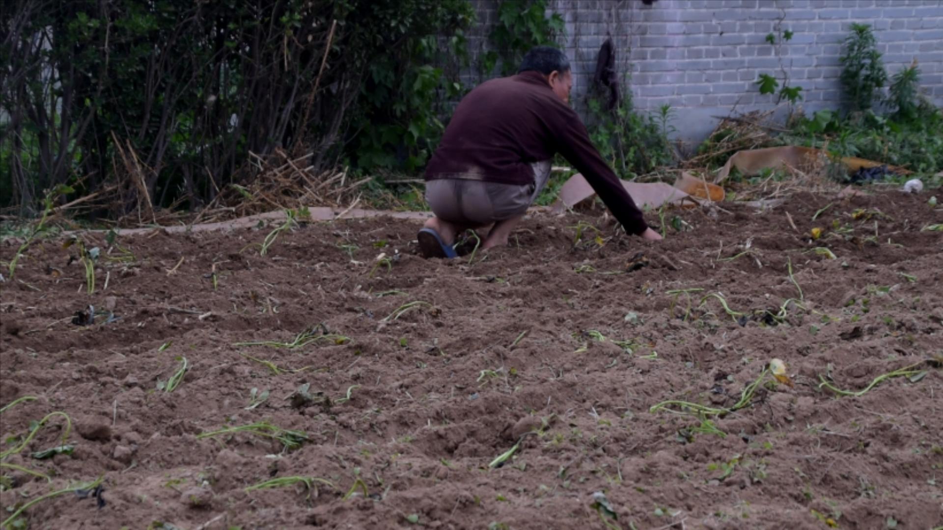 红薯高产不得病害,红薯高产要不要打蔓