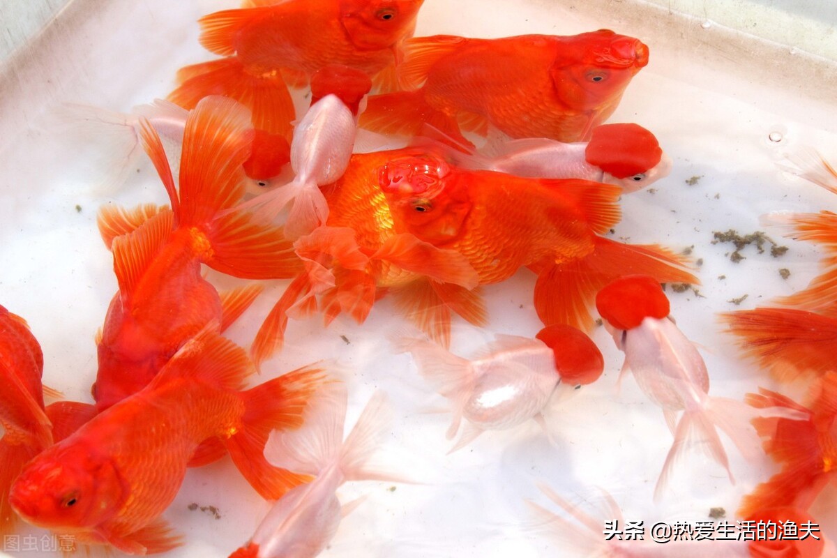 刚孵化出来的金鱼苗多久能喂食,金鱼鱼苗养几个月才能开过滤