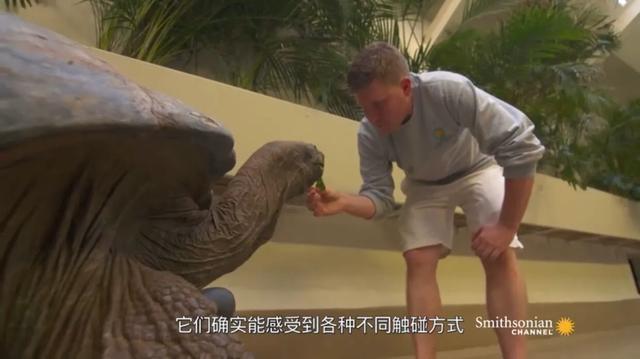 如何提高龟的互动性,养龟怎么和龟互动