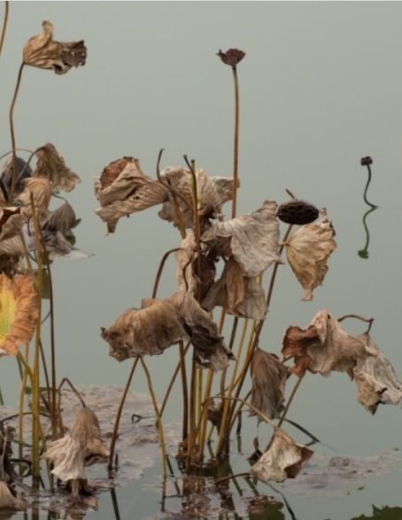 「原创诗词」管恩锋|一缕凉风送佳讯春芽初孕又阳天