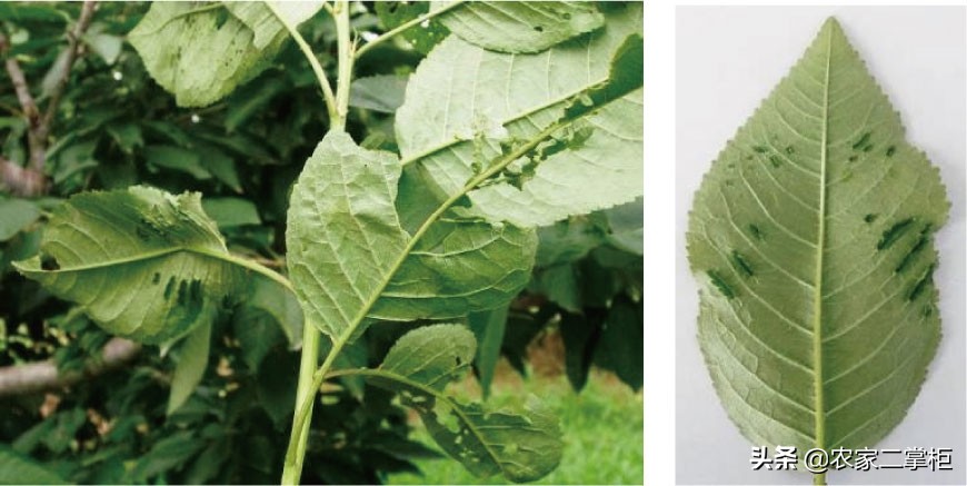 设施甜樱桃花期管理,樱桃种植技术及病虫害防治